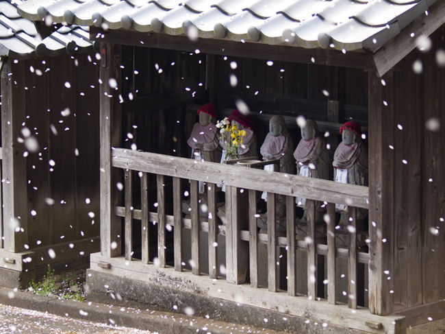 今年ほど春の到来を待ち侘びた年も珍しいかもしれません。埼玉の櫻も捨てたもんではありません。<br />ブログの方もよろしければお付き合いをください。http://profile.ameba.jp/il-bosco/