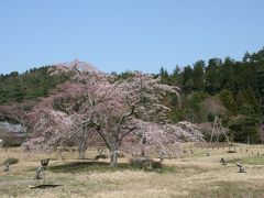2012年京都桜散策?