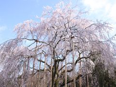 春爛漫の福井　桜が咲いた足羽河原と足羽山