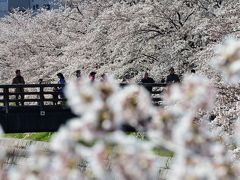 日本の桜名所百選：名古屋市　山崎川四季の道
