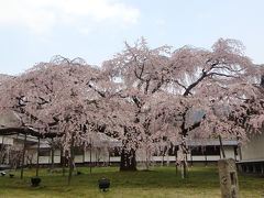 2012年　4月　春の京都-世界遺産　醍醐寺で豊臣秀吉が贅を尽くした「醍醐の花見」を想う