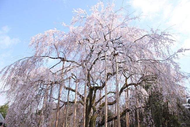 福井時代行列を見物して、ついでに日本の桜の名所百選にも選ばれている足羽川の堤防と足羽山に行ってきました。<br />昨年は夜桜見物でしたが、今日は明るいうちに見てきました。<br /><br />昨年の様子は<br />http://4travel.jp/traveler/koikei/album/10562239/<br />にてご覧いただけたら嬉しいです。<br /><br />写真は足羽神社の糸桜です。