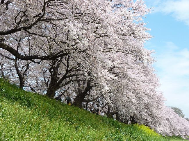 今年はホントに桜三昧♪<br /><br />もうきょうは行かないと思っていたら、お休みの主人が<br /><br />連れて行ってくれた場所は、八幡桜まつりでした♪<br /><br />木津川沿いに咲き乱れる桜に驚き、桜吹雪の中、<br /><br />ゆっくり散歩してきました&lt;^!^&gt;