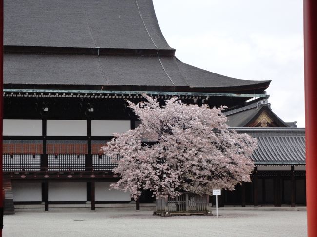 雨が降っているけど、京都御所の参観申し込みをしているのでお出かけしました。<br />京都御所の中を説明して頂きつつ見学しました。<br />今回で3回目なのですが、ガイドして頂くと納得しつつ見学出来ます。<br />終了間際になって雨がやんだのですが、もっと早く止んでほしかったな。<br /><br />その後、行った事のない二条城に行きました。<br />しだれ桜が綺麗でしたよ。<br />ソメイヨシノの桜吹雪がとっても綺麗で、回りの人も盛り上がっていて日本人って桜が好きだなーって実感します。<br /><br />そして市バスにのって、山越に行きました。<br />京都の円山公園の桜、蹴上インクライン、ドイツ・ロストックの桜など、内外の桜を育てている「京都の桜守」佐野藤右衛門さんの植藤造園に行ってみました。<br />しだれ桜が綺麗でした。<br /><br />帰りに仁和寺によって、御室桜を見ることが出来たら良いなって思っていましたが、やっぱり早かったようです。<br />ちらほらと咲いてはいましたが、全体的には蕾が膨らんだくらいです。<br /><br />午後からは青空が出てきて、良い花見になりました。<br />朝6時に家を出て、電車とバスに乗っている以外歩いていた感じです。<br />ほんとよく歩いたなー。