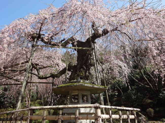 吉野の千本桜を見に行ってきました。<br /><br />近鉄吉野駅から、桜の時期のみ運行しているバスで終点の吉野中千本公園へ、ケーブルバスに乗り換えて奥千本まで行き、そこから徒歩で吉野駅まで戻りました。<br /><br />神社をがっつり見学したり、桜の写真を一心不乱に撮ったり、のんびり休憩したりで約5時間半の滞在です(&gt;_&lt;)<br /><br />今年は例年に比べて1週間ほど遅れているそうで、当日の開花状況（http://www.sakura.yoshino.jp/）は下千本5分咲き、中千本3分咲き、上千本開花、奥千本4/19頃でした。<br /><br /><br />＜中千本＞<br /><br />★竹林院「群芳園（ぐんぽうえん）」<br /><br />★桜本坊（さくらもとぼう）<br /><br />★吉水神社<br /><br />★金峯山寺蔵王堂（きんぷせんじざおうどう）<br /><br />＜下千本＞