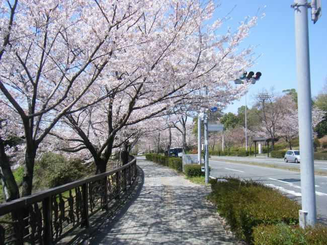 今日は心身ともにリラックス。<br /><br />福岡の桜は今日が満開の最終日ともあって個人の写真家があちこちに自慢のカメラをもってここはあそこはととりまくっていた。<br /><br />ここは福岡のユニバーシアードのときに空港横の山を切り開いて整地し道を作り野球スタジアム、球戯場、サッカースタジアム、大会用競技プール、宿泊設備を兼ねた複合施設等福岡の中ではかなり本格的なトレーニングができる場所。<br /><br />山一面に整備してあるので植樹の数もかなりなものである。<br /><br />福岡観光の際は福岡空港前の山なので必見の価値があるともいえる。