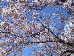 万博で桜咲く　桜祭りからガンバ初勝利まで