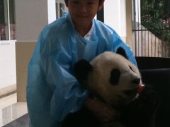 中国・四川でパンダを抱きしめる！