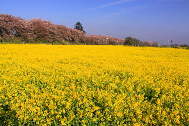 桜が見れるのももう終わり。<br /><br /><br />これが今年最後と埼玉県幸手市の権現堂堤に行ってきました。<br /><br />権現堂は、中川の堤防上約1kmにわたって、約1000本のソメイヨシノが咲き誇る桜の名所です。また、桜の前には菜の花畑も広がり黄色とピンクの織りなす景色は絶景です。