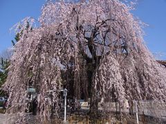 千本釈迦堂、満開の阿亀桜（１２年春）