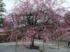 2012京都桜めぐり　１日目（渉成園・毘沙門堂・祇園白川）