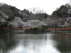 茂原の桜