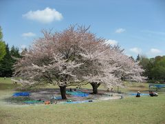 ’１２　東京さんぽ　光が丘公園（葉桜）・東京大仏