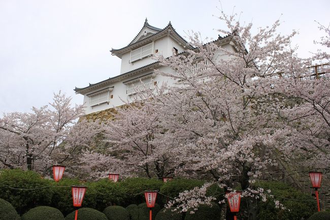 今年の花見も今日で終わりかと思い、岡山県の津山市にある津山城に花見に出かけました。<br />4月15日の朝8時前に家を出発し、中国道の津山IC経由現地に着いたのが9時30分。<br />天満屋が入っているアルネ津山の駐車場に車を止め、歩いて津山城に行きました。<br />津山城に着くとさすがに日曜日のため、たくさんの花見客が来て朝早いにもかかわらず、弁当を開いて花見をされていました。<br />城内の桜は満開。ただ天気が曇りなのが残念。(天気予報だと晴れのはずが・・・。）<br />城内を一巡すると津山さくらまつりの関係で美作のご当地グルメと観光展もやっており、お昼には早いですが、津山ホルモンうどんをいただきました。兵庫県の作用のホルモンうどんは、野菜にキャベツがたくさん入っていましたが、津山はネギ、玉ねぎともやしが入っていました。ホルモンもとても美味しく、作用のものより私にはこちらのほうが美味しかったです。<br />食事後、津山観光センターで借りたレンタサイクルで城下町を回ることにしました。<br />城下町には昔ながらの古い建物がたくさん残っており、建物の中も記帳のみで見学させてもらえました。<br />それと、古い建物が残っているせいか、映画の寅さんの最後の撮影が行われたり、ＮＨＫドラマの『あぐり』の撮影地になっていました。<br />津山市は桜以外にも古い街並みが残り、日本の良いところが残ってる町のようです。