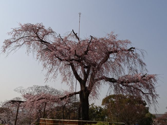 お花見＆グルメの旅ｉｎ京都（１日目）