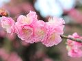 城南宮の梅