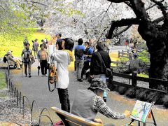 新宿御苑・散り際の桜を撮る