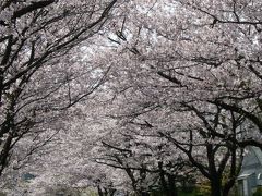 舞浜の桜