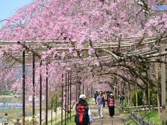 京都さくら紀行２０１２　（二日目前半）　宝ヶ池、京都府立植物園、半木の道、上賀茂神社