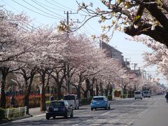 桜咲く浦安