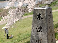 ①八幡桜祭り便り～満開は家族で淡泊に観賞♪・前編