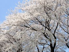 ②八幡桜祭り便り～満開は家族で淡泊に観賞♪・後編