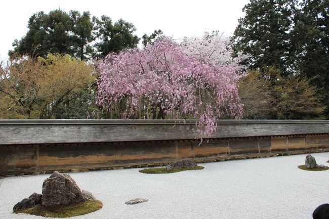 今週末で桜も終わりかな？<br />今年はまだ地元京都市内のお花見へ出かけていなかったこともあり、遅咲きの桜で有名な仁和寺とすぐ近くの龍安寺へ。