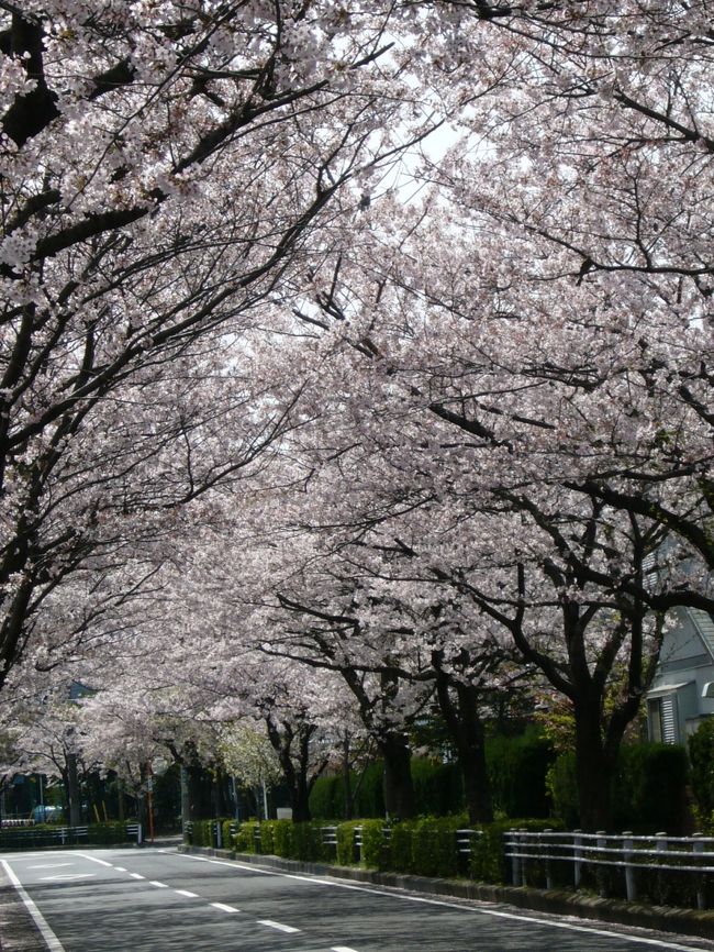 舞浜の周辺で桜を以前撮ったものを載せます。<br />撮影時期は２００８年です。