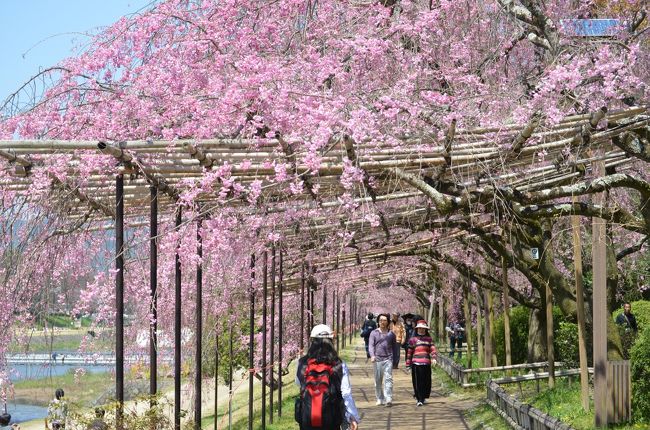 本編は、二日目　(前半）宝ヶ池、京都府立植物園、半木の道、上賀茂神社<br />宝ヶ池の静かな佇まい、国際会館の桜独り占め、植物園の圧倒的な桜、半木の道のさくら並木、上賀茂神社の大きなさくらと、天気も快晴で桜を十分に堪能した。<br /><br /><br />３年続けて、同時期に京都の桜を観に行った。<br /><br />今年は例年以上にさくらの開花が遅れ、満開のソメイヨシノをたっぷりと楽しむことが出来た。<br />今年は、三日間精力的に歩き回った。<br /><br />一日目は、小雨の中、さくらも趣が有った。夜には、雨も上がり二条城のライトアップのさくらも堪能出来た。<br />二日目は、一日中晴天で花見日和。鴨川沿いのさくら並木は見事だった。嵐山の山桜がピンクに染めていた。<br />三日目は、初めてさくら満開の清水寺を見ることが出来た。<br /><br />一日目　(前半）醍醐寺、随心院、勧修寺<br />　　　　　http://4travel.jp/traveler/stakeshima/album/10660774/<br />　　　　　(後半）二条城　ライトアップ<br />　　　　　http://4travel.jp/traveler/stakeshima/album/10660944/<br />二日目　(前半）宝ヶ池、京都府立植物園、半木の道、上賀茂神社<br />　　　　　http://4travel.jp/traveler/stakeshima/album/10661333<br />　　　　　(後半）天龍寺、嵐山、神泉苑<br />　　　　　http://4travel.jp/traveler/stakeshima/album/10661966<br />三日目　清水寺、円山公園、知恩院、真如堂、哲学の道<br />　　　　　http://4travel.jp/traveler/stakeshima/album/10662296<br /><br />京都さくら紀行２０１１は以下です。<br />http://4travel.jp/traveler/stakeshima/album/10558909/<br /><br />京都さくら紀行２０１０は以下です。<br />http://4travel.jp/traveler/stakeshima/album/10450639/<br /><br />「京都　醍醐寺　大枝垂れ桜」旅行記はこちら（2007年）<br />http://4travel.jp/traveler/stakeshima/album/10307898/<br />http://4travel.jp/traveler/stakeshima/album/10350088/<br /><br />「京都春　お寺、桜巡り」旅行記はこちら(2006年）<br />http://4travel.jp/traveler/stakeshima/album/10311560/<br />