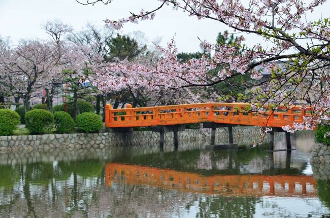 桑名市の九華公園に桜をみにいってきました。残念ながら、数日前の雨で、桜の花はかなり散っていました。また、この日も雨。人影もまばらな朝の公園をのんびり散策しました。<br /><br />九華公園は、桑名城の本丸跡と二の丸跡に造られた公園で、約7.20haの広さがあります。かつて「扇城」と呼ばれ、海道の名城とたたえられた城の面影を残し、たくさんのさくらやつつじ、花菖蒲が植えられ、市民の憩いの場として親しまれています。