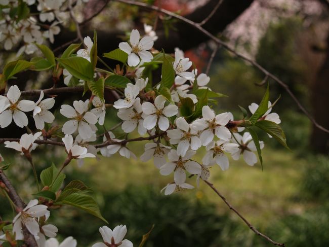 　新宿御苑にある下の池湖畔の八重枝垂れ桜の脇に、大島桜の葉と花を小振りにしたような枝垂れ桜が1本ある。初めて見る桜だ。幹には「枝垂染井吉野」の看板が掛けられている。<br />　桜には一重桜と八重桜、枝垂れ桜と立ち桜、自然交配種とクーロン種がある。ここの「枝垂染井吉野」からは、一重、枝垂れ、クーロンが選ばれよう。しかし、DNAが同一であるクーロン種であれば、枝垂れてしまうほどのばらつき（固体変異）は生じないだろう。新宿門近くにある環境省自然環境局新宿御苑管理事務所で尋ねてみた。<br />　「新宿御苑の桜」（2012年4月1日初版第1刷書苑新社発行）（500円）の著者である勝木俊雄氏は独立行政法人森林総合研究所の植物学者で、DNA鑑定をして、その結果が2週間前に知らせられたという。果たして「臭い」と思っていたら、「オオクサイザクラ（大臭桜）」という桜だということだ。しかし、Weｂにある「シダレオオクサイザクラ（枝垂大臭桜）」が正しいだろう。この桜は盛岡市加賀野で栽培されていたが、枯れてしまっている。 モリオカシダレの実生から生じたもので、オオクサイザクラに似ているが、枝が枝垂れるのが特徴（写真なし）と記載されている。大正年間に全国の桜を集めたというからこのときに集められて植えられ、現在は新宿御苑のこの地に花を咲かせているのであろう。Webでは写真も掲載されていないので、判断のしようがないのだが、相当に珍しい桜のようだ。「オオクサイザクラ。大臭桜」でWeb検索しても数件しか引っかからない。しかし、そのネーミングでは敬遠されてしまいそうだ。10数年前に、キリンビバレッジから“NATURAL（ナチュラル）”のネーミングの清涼飲料が発売されたが、「天然ボケ、馬鹿、白痴」の意味があるという私からのメールでの指摘で直に姿を消した。古くは人工合成肉を「石油たんぱく」と命名して失敗した醗酵メーカもあった。やはりネーミングは大切である。<br />　多摩森林科学園にある枝垂れ染井吉野は葉が出る前に花が咲くようだ。神代植物公園にもあるようだ。<br />　「枝垂染井吉野」などとDNAが同一でクーロン種である染井吉野の名を付けているのはやはり紛らわしい。楽天市場にも「花ひろば」が出店し、1,200円で販売している。「ソメイヨシノのしだれ型。大島桜と枝垂桜の雑種と推定されます。花は淡紅色で満開になると白に近くなります。一重咲き。葉より花が先に開くのが特徴。生長も早く、育てやすいです。」とある。写真を見ると染井吉野の花よりピンクがかって見えるが染井吉野に似ている。<br />（表紙写真は枝垂大臭桜）