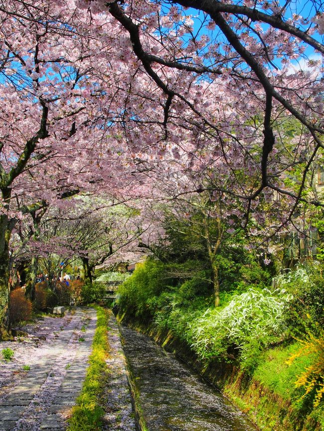 【１泊２日の旅。京都東山北部散策（所要約３時間半）】<br /><br />京都…実は（たしか中学生の頃に）１度行ったあとは、ウン十年間訪れたことがありませんでした。<br />何故かといえば、（自分でもよく分からないのですが、おそらく）この古都はあまりに見どころが多すぎて、１度訪れてしまうとその魅力（魔力？）から抜け出せなくなってしまうのではないかと、無意識のうちに思っていたのかもしれません。<br /><br />今回、たまたま知り合いが先週（４月７日）に京都に行き、「春の京都も素晴らしい。ただ桜の見頃は来週かなあ…」との（悪魔の）ささやきを聞いてしまい、さらに運良くホテル（ビジホですが）が取れてしまったので、ここはもう躊躇している場合ではない！と、またまた飛び出してしまいました…。<br /><br />１日目は京都観光の定番である東山の中でも、桜の名所と言われている哲学の道と平安神宮を中心に散策することに。<br />（観光客の多ささえガマンできれば）春の桜に包まれた京都東山の華麗さに魅了されること間違いなしです。<br /><br />〔本日の行程〕<br />・東京駅～JR京都駅～哲学の道①～銀閣寺～法然院～哲学の道②～大豊神社～哲学の道③～平安神宮<br /><br />〔２日目前半の旅行記～桜咲きほこる嵐山渡月橋と天龍寺のしだれ桜～〕<br />http://4travel.jp/traveler/akaitsubasa/album/10662752<br />〔２日目後半の旅行記～春爛漫の嵯峨野古寺巡り（常寂光寺から大覚寺まで）～〕<br />http://4travel.jp/traveler/akaitsubasa/album/10665086/<br />