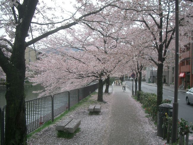 平安神宮近くの疏水の川沿いに桜がたくさん植えられています。いままさに満開。桜にかこまれてお散歩しました。