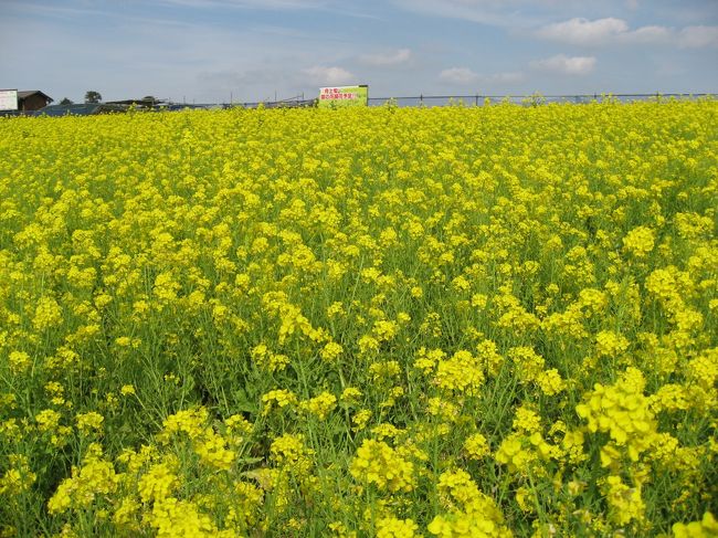 　４月１５日（日）今日は、思い立って花がきれいな季節なので、千葉県にある東京ドイツ村に午後から出かけました。<br />行きはアクアラインで、木更津IC〜姉崎袖ヶ浦ICへ。そこから東京ドイツ村にいきました。周りに自然が残り、丘陵になっていて、料金所を過ぎると、園内は車で移動ができました。中にいろいろ施設が別れいて、入口に近いところに、ピザなどを食べられる軽食場所、お土産を売店、植物を販売しているところがありました。しばらく丘陵を登って行く左手に芝桜が紫、赤、ピンクに植えられてある場所が見え、そのまま進むととパターゴルフができる場所がありました。ここに<br />車をおいて、わんわんランドがあったので、行ってみました。ダックスフンド、プードル、パピオンなどがいました。その後で、メインの建物に行きました。その途中に菜の花畑が広がり、その隣には水仙の花が咲いていました。ここでは、花摘みが有料で出来ました。メイン建物は、売店、パン工房、レストランなとありました。そこを過ぎると子どもが遊べる広場があり、子ども連れの人たちはここで遊ばせていました。最後に行ったところが動物ランド、羊、山羊、リス、ポニー、ミニぶた、かも、ウサギ、モルモットまどがいました。私たちは、花を中心に見ましたが、ゆっくりと見ることが<br />できました。しかし、１６時頃に東京ドイツ村をでましただ、千葉までの館山自動車が８ｋｍ以上の渋滞で５時間程かかりました。帰りの渋滞対策をたってて行かれると良いと思いました。子ども達には遊ばせるのにお勧めの場所です。