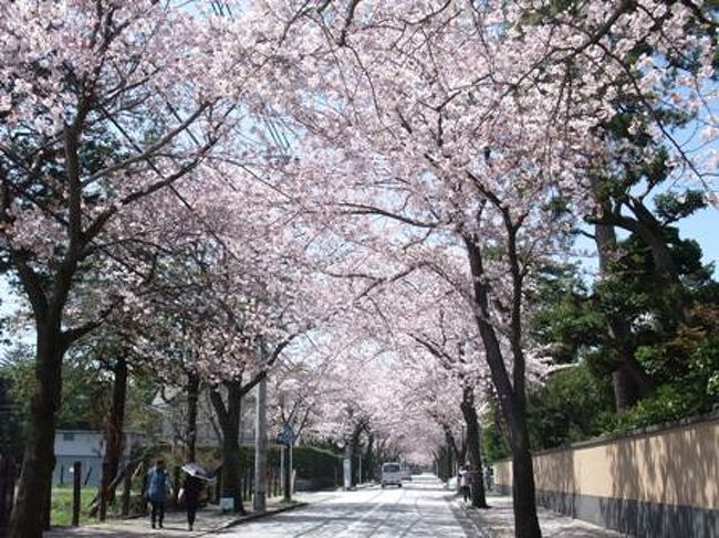 3月くらいから、やたら「小田原モード」になっていた私。<br /><br />理由は・・・先月くらいから旅番組でやたらと「小田原特集」が<br />紹介されていてなんだか楽しそうだったから。<br /><br />若い頃から何度も小田原には遊びに行った事があるけれど・・・<br />思えばたいしたお土産も買った事が無いし、小田原城&海しか<br />見学をした事がないかも・・・。<br /><br />そ〜んな事で、桜の季節を待ってじっくり「城下町・小田原」を<br />1人日帰りで楽しんでくる事にしました〜。<br /><br />・・・とは言ってもとっても欲張りの私の旅。<br /><br />・せっかく小田原に行くなら箱根にも立ち寄りたいかも〜。<br />・結婚して茅ヶ崎に嫁いだ友人とも、久々にお茶くらい飲みたいかも〜。<br />・テレビで紹介されていたお土産を全部買いたいかも〜。<br /><br />・・・と言う事で、全て実行して来ました!<br />日帰りなのでかな〜り慌しく、疲れる旅になりましたが大満喫の<br />1日となりました。ただ・・・綺麗な桜が見れなかった事が少し残念!<br />