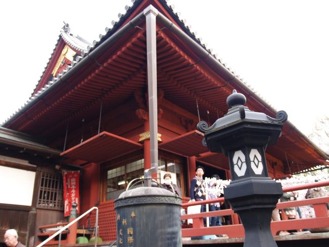 　上野公園にある寛永寺・清水観音堂は現存している堂宇の中で最も古い。当初天海大僧正によって寛永8年（1631年）摺鉢山上に建立された。この台地は古代の古墳で上野の山で一番高い（海抜17m）。観音堂は京都の清水寺を模して舞台造りとしたものである。元禄8、9年（1695、1696年）頃に林大学頭の屋敷跡地である現在の桜ヶ岡に移築された。林大学頭の屋敷は、寺地内であることから元禄3年（1690年）に湯島に移転した。<br />　単層入母屋造りで朱塗りの清水観音堂は重要文化財に指定されている。本尊は京都清水寺より勧請された伝恵心僧都作の千手観音で、秘仏である。しかし、毎年1回、2月の初午の日のみ御開帳される。また、客仏として安置してある聖観音立像は鎌倉期の運慶派の仏師の作といわれている。なお、裏手には「井戸はたの桜あぶなし酒の酔」の句で有名な俳人秋色（しゅうしき）にちなんだ秋色桜がある。<br />　やはり、春は上野の枝垂れ桜の名所でもある。上野公園の染井吉野よりは多少遅く花を咲かせるのだが、今年はそれほどの遅れもなく咲いていた。<br />　観音堂では開運厄除パンダ守と開運厄除干支御守を頒布している。パンダのお守は寛永寺ではなく、動物園に近い観音堂ならではであろうか。<br />（表紙写真は寛永寺・清水観音堂）