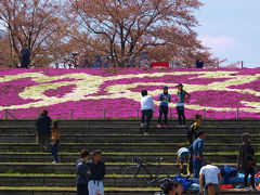 ２０１２　赤羽　荒川土手　芝桜と駅伝　上