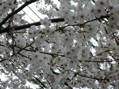 2012.五香の桜