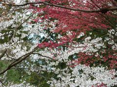 桜の名所をハイキング！