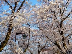 2012/04/09 近場でお花見～松戸の東漸寺と本土寺へ♪