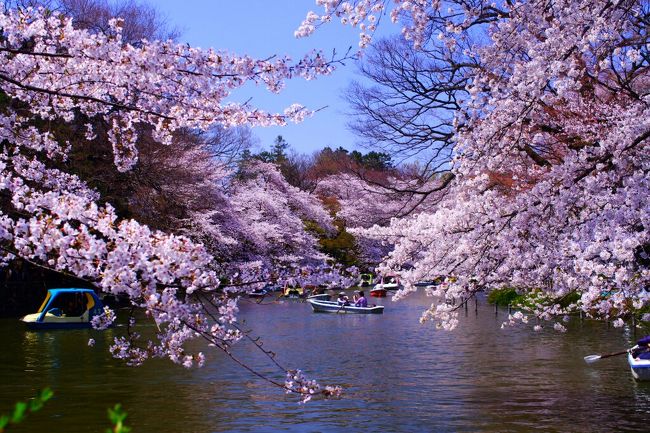 <br /><br />東京の桜。今年はどこに見に行こうか。<br /><br />豊島区の方もいいな～とか色々考えてはみたものの<br />職場が目黒なので都会の桜はいつでも見れるかなって感じで<br />井の頭近いしーってことでお花見してきました♪<br /><br />花見まっさかりのこの日はディズニーランド化していた。。。<br /><br />おそろしき井の頭。<br />