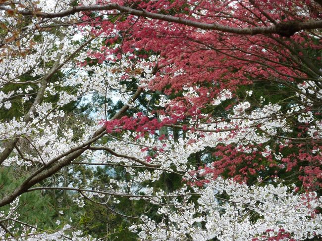 １月に登った難台山。この時、車で通り過ぎた愛宕山、愛宕神社周辺が桜の名所だと知り、桜の時期に歩きたいと思っていました。<br />