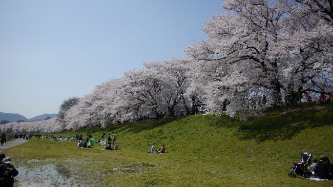 淀川河川公園背割堤です。<br />初めて来た日が桜が満開になっていた日でした。<br /><br />桂川、宇治川、木津川の三川が合流している地点にあります。<br />堤沿いに植えられた約220本のソメイヨシノが約1.4ｋｍ続きます。<br />京阪電車石清水八幡宮駅から徒歩で10分です。<br />駐車場もあります。