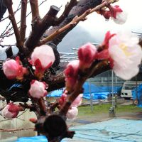 あんずの里ハイキングと戸倉上山田温泉1泊2日の旅