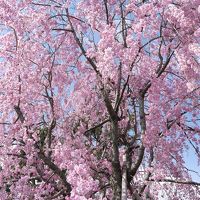 京都お花見ツアー（醍醐寺、鴨川、下鴨神社、平安神宮）