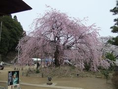 桜を追いかけ飯田市・麻績の里へ１（舞台桜）