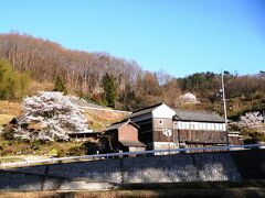 岡山市北区石妻にある民家の１本桜