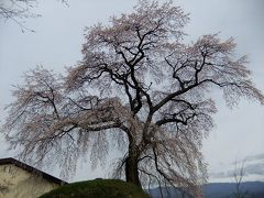 桜を追いかけ飯田市・麻績の里へ２（石塚桜）