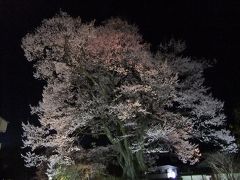 桜を追いかけ飯田市・（安富桜）