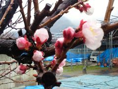 あんずの里ハイキングと戸倉上山田温泉1泊2日の旅